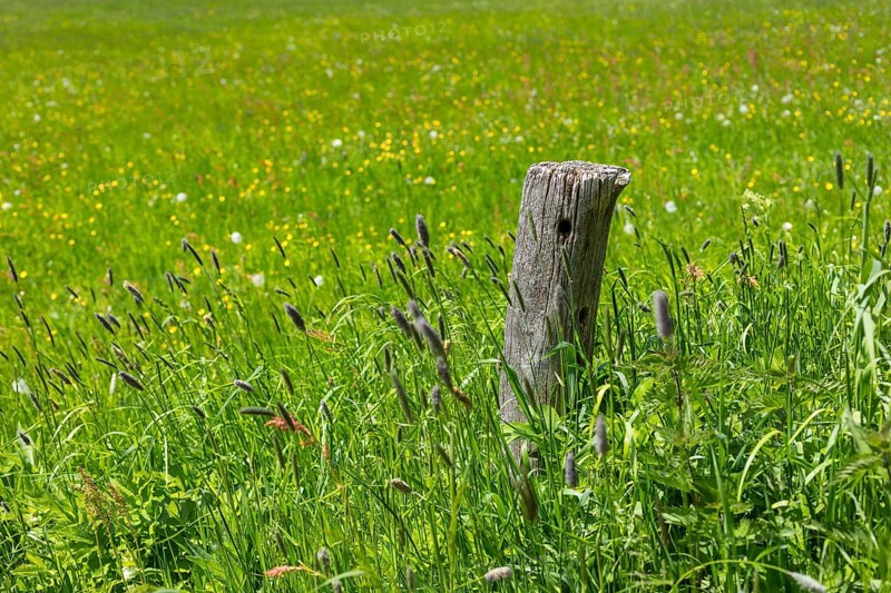 Old wooden fence pillar in the mountain meadows in the Eastern Ore Mountains, on the Geisingberg in Altenberg, Saxony, Germany, Europe