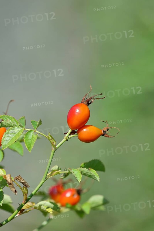 Ripe rosehip fruit of the dog rose (Rosa canina) on a branch, close-up, Wilnsdorf, North Rhine-Westphalia, Germany, Europe