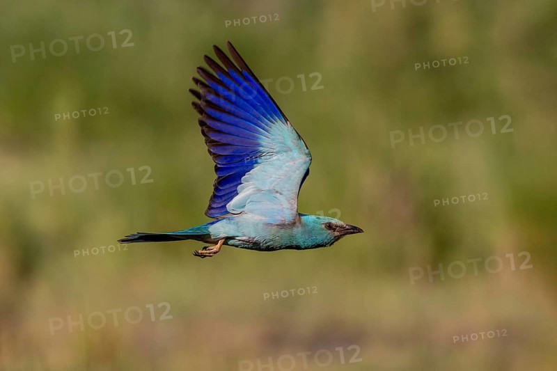 European Roller (Coracias garrulus), in flight, Danube Delta, Romania, Europe