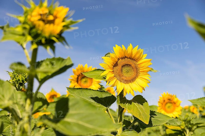 Sunflowers (Helianthus annuus) in bloom in a sunflower field, Hirschstein, Saxony, Germany, Europe