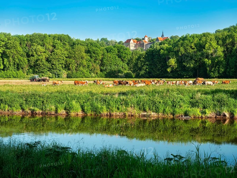 Landscape along the river Saale in the Saale valley near Naumburg, cattle grazing on pasture in spring, Goseck Castle in the background, Naumburg, Saxony-Anhalt, Germany, Europe