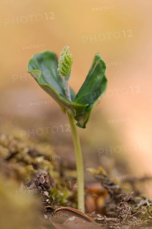 European beech (Fagus sylvatica), beech seedling in spring, Oberhausen, Ruhr area, North Rhine-Westphalia, Germany, Europe