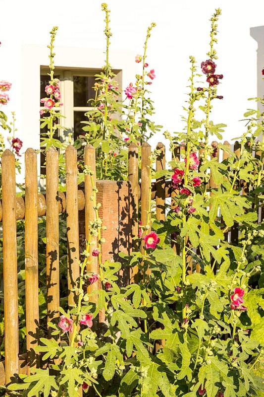 Flowering hollyhocks (Alcea) on a fence on the Anger in Naundorf, Radebeul, Saxony, Germany, Europe