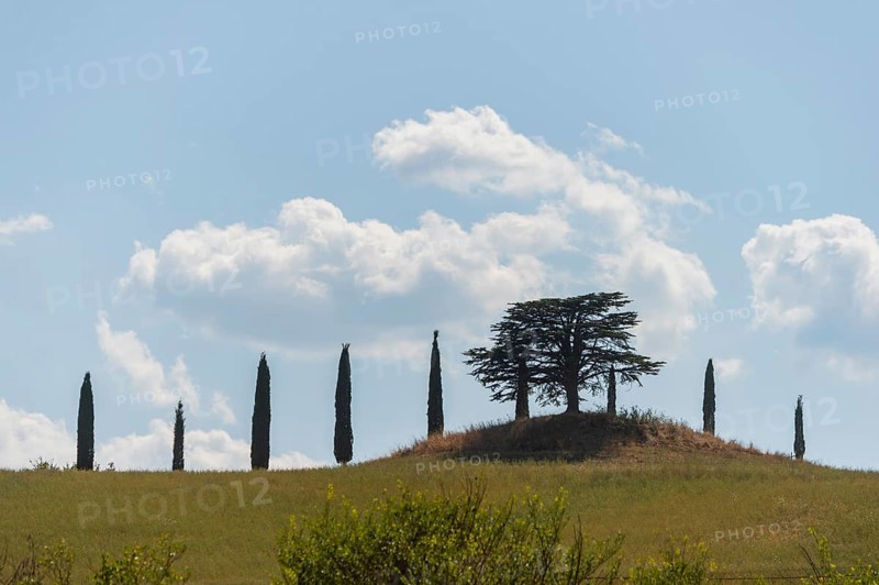Cypress trees standing on top of a hill, Unesco world heritage site Crete Senesi, Italy, Europe