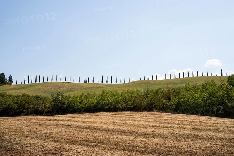 Cypress trees standing on top of a hill, Unesco world heritage site Crete Senesi, Italy, Europe