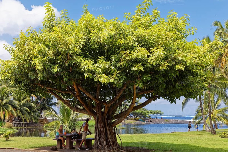 People, indigenous, picnic, rubber tree (Ficus), behind river Taharu'u, Pacific Ocean, sea, Taharuu Beach, surfing centre, Papara, Tahiti-Nui, Tahiti, Society Islands, Leeward Islands, French Polynesia, Oceania