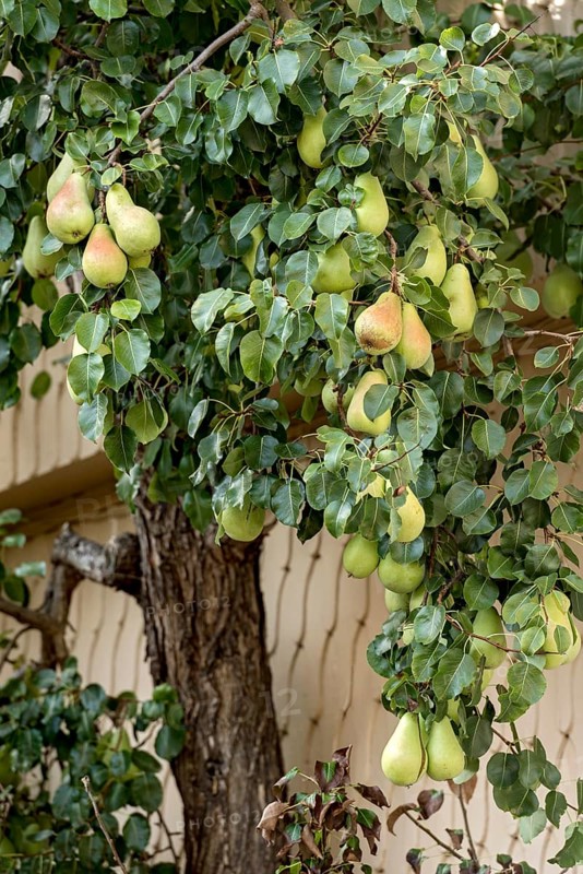 Pear tree on house wall, ripe pears (Pyrus), espalier fruit, historic old town, Michelstadt, Odenwald, Hesse, Germany, Europe
