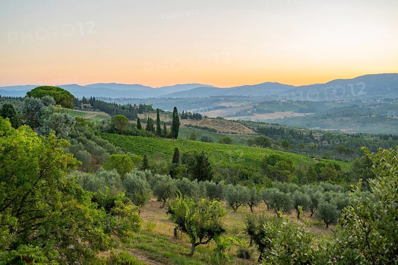Tuscan landscape at sunrise, country estate with vineyards, forests, olive trees and cypresses in Chianti, Chianti Region, Tuscany, Italy, Europe