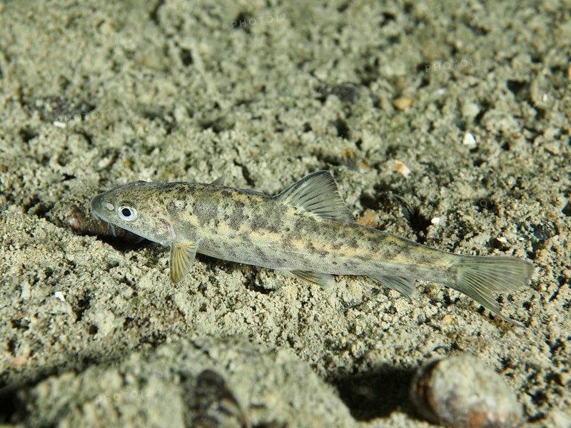 A gudgeon (Gobio gobio) lying on a sandy bottom, dive site Zollbrücke, Rheinau, Canton Zurich, Rhine, High Rhine, Switzerland, Germany, Europe