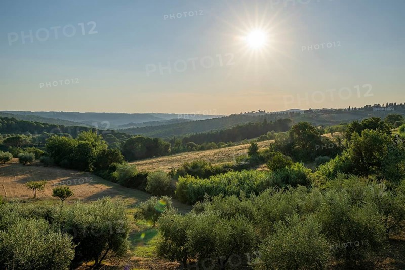 Tuscan landscape, country estate with, olive trees and forests in Chianti, Chianti Region, Tuscany, Italy, Europe