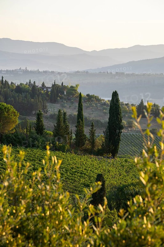 Tuscan landscape at sunrise, country estate with vineyards, forests, olive trees and cypresses in Chianti, Chianti Region, Tuscany, Italy, Europe