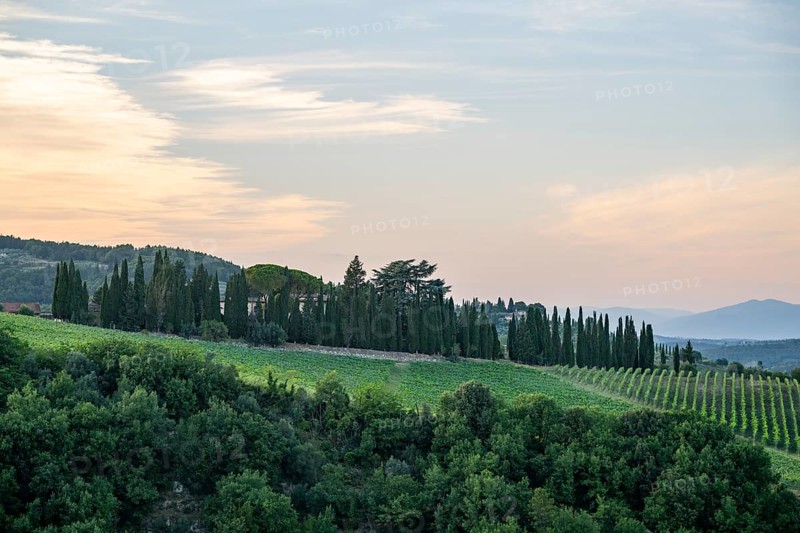 Tuscan landscape next to greve in Chianti and Montefioralle, country estate with vineyards, forests, olive trees and cypresses in Chianti, sunset, Chianti Region, Tuscany, Italy, Europe
