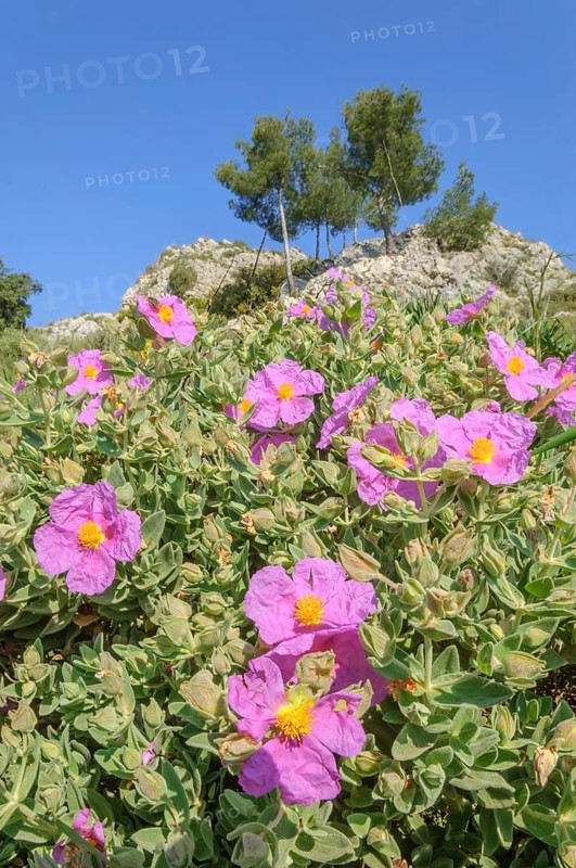 Cotton rock rose (Cistus albidus) in early summer in Skrubland, purple flowers with a blue sky in the background. Avignon, Provence, France, Europe