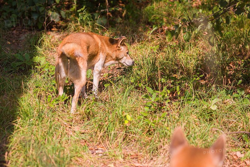 One New Guinea singing dog or New Guinea Highland dog (Canis hallstromi) (Canis dingo hallstromi, Canis familiaris) standing in the forest sniffing something