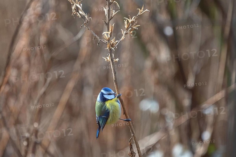 Blue tit (Cyanistes caeruleus) on a seed branch of an evening primrose (Oenothera), Bavaria, Germany, Europe