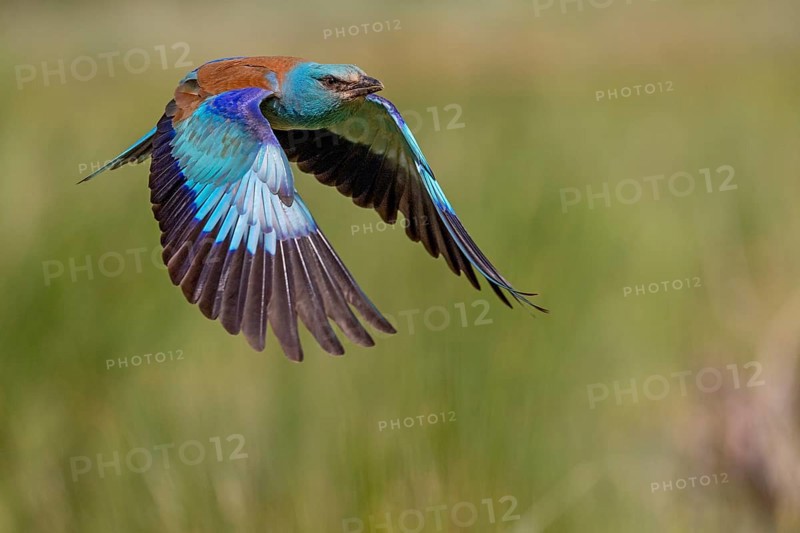 European Roller (Coracias garrulus), in flight, Danube Delta, Romania, Europe