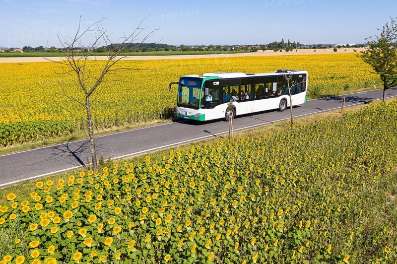 VGM bus line 446 from Riesa to Meißen between sunflower fields near Hirschstein, Saxony, Germany, Europe