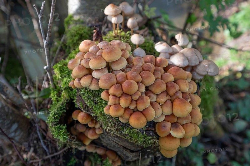 Kuehneromyces mutabilis (Kuehneromyces mutabilis) and Mycena zephirus (Mycena zephirus) on a tree stump, Bavaria, Germany, Europe