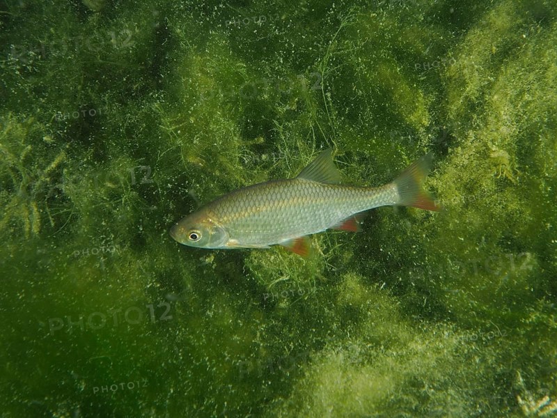 A rudd (Scardinius erythrophthalmus), redfin, roach, roteli, roach, red lead, swimming through dense algae in the water, dive site Wildsau, Berlingen, Lake Constance, Switzerland, Germany, Europe