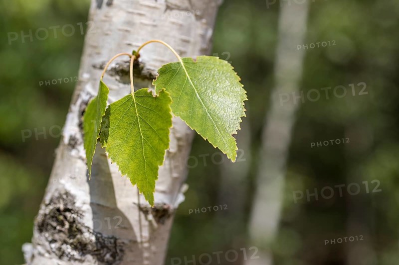 Leaves on the trunk of a birch tree (Betula), Germany, Europe