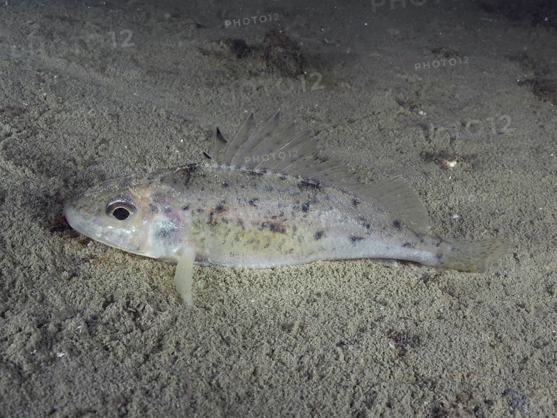 A ruffe (Gymnocephalus cernua) lying on a sandy lake bottom, dive site Schoggiwand, Lake Zurich, Kilchberg, Zurich, Switzerland, Europe