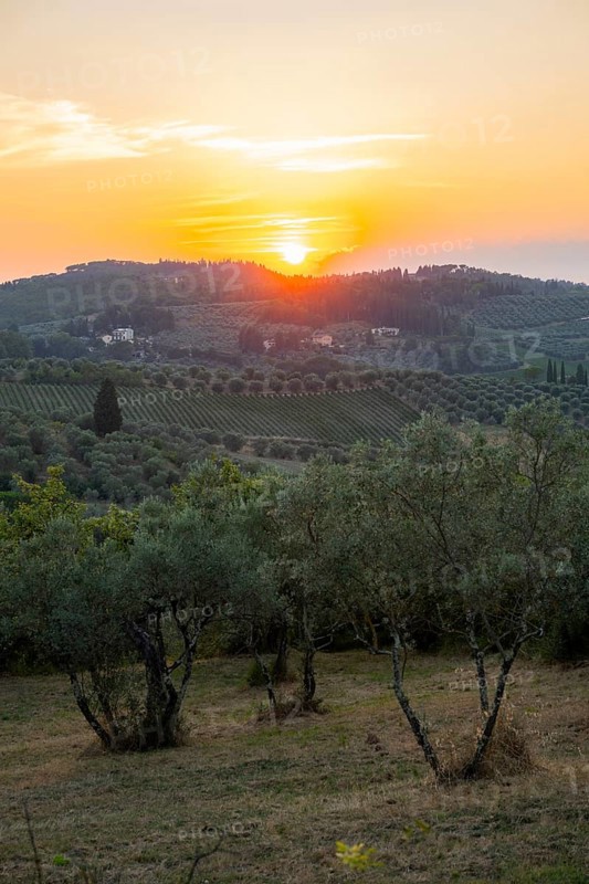 Tuscan landscape at sunset, country estate with olive trees in Chianti, Chianti Region, Tuscany, Italy, Europe