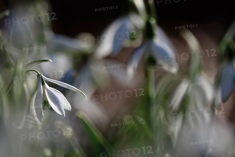 Snowdrops (Galanthus), February, Germany, Europe