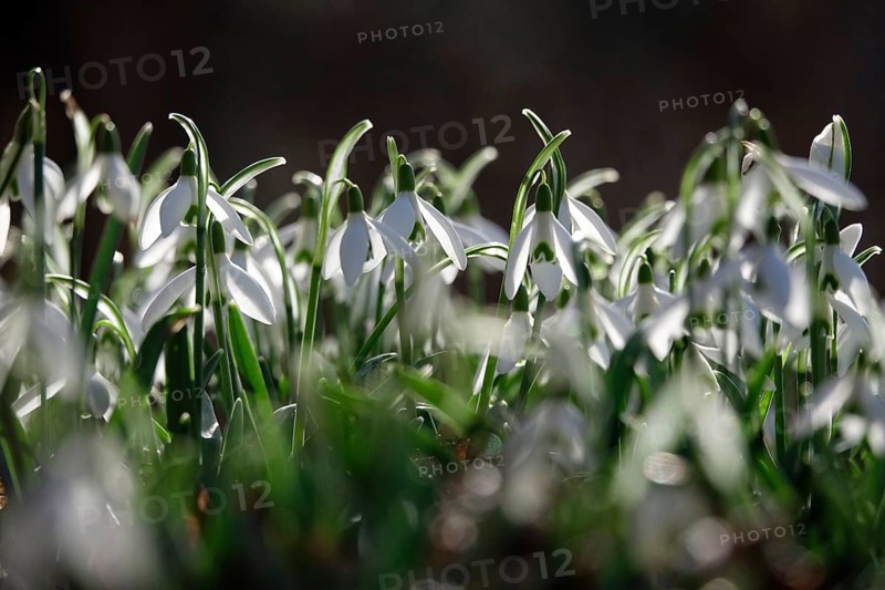 Snowdrops (Galanthus), February, Germany, Europe