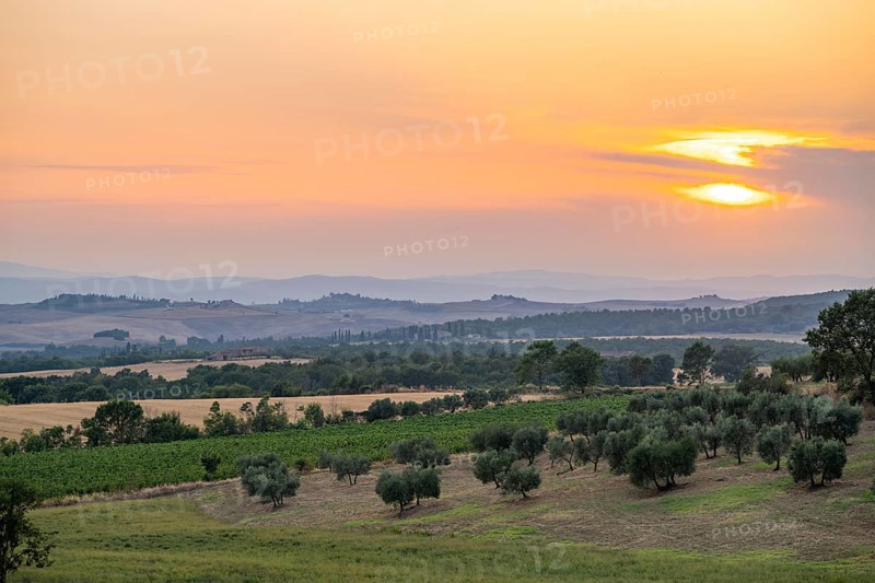 Tuscan landscape at sunset, country estate with olive trees and field, Tuscany, Italy, Europe