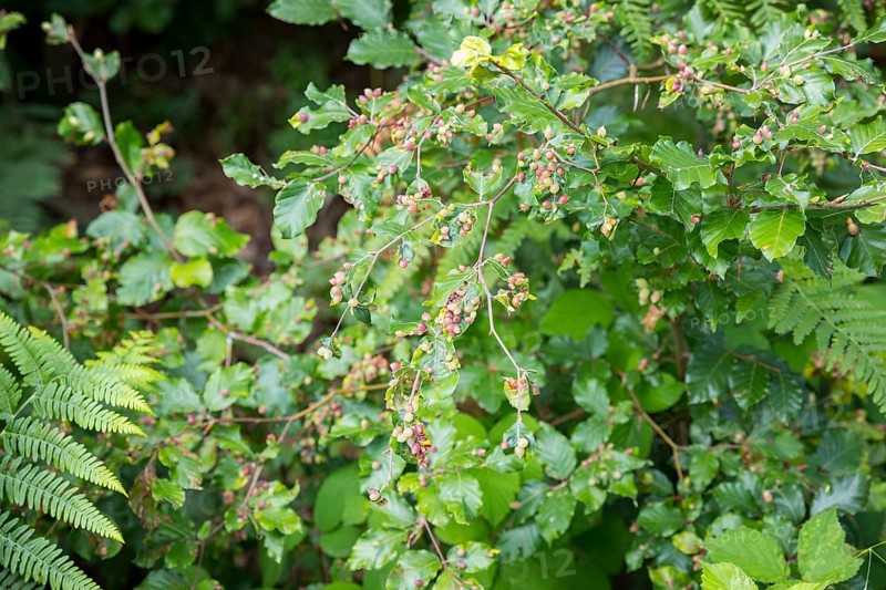Leaves of beech (Fagus), infested by the beech gall midge (Mikiola fagi), a species of gall midge that lives exclusively on beech, Saxon Switzerland, Saxony, Germany, Europe