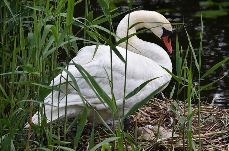 Mute swan (Cygnus olor) with eggs, clutch in nest