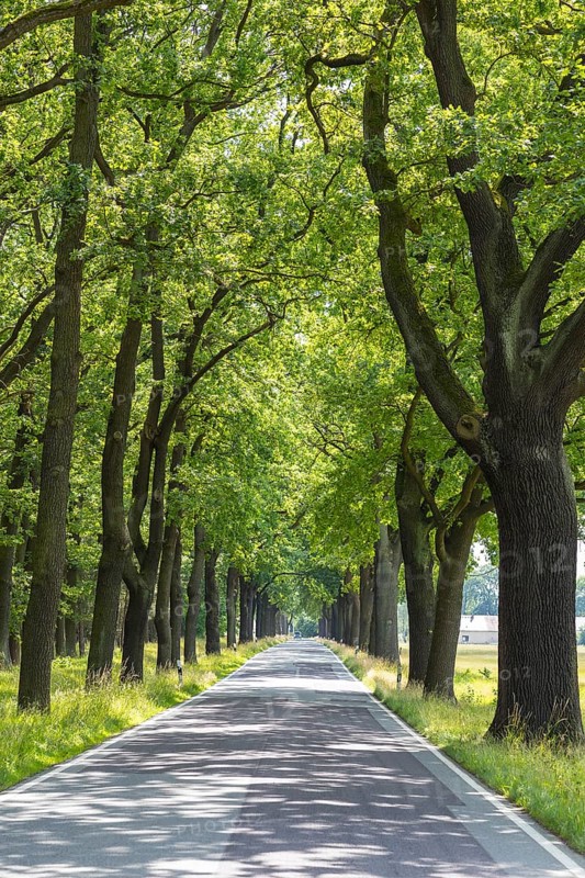 Oak avenue between Uhyst (Spree) and Mönau, Upper Lusatia, Saxony, Germany, Europe