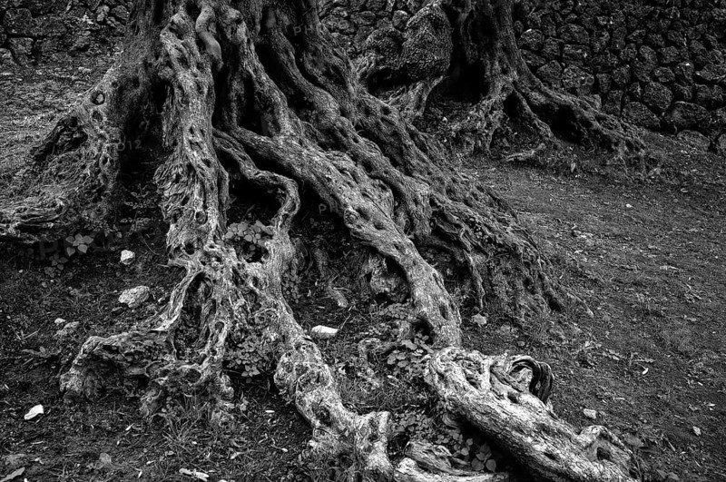 Root, trunk, olive tree, olive grove, artist village Deià, Tramuntana mountains, Serra de Tramuntana, black and white, Majorca, Balearic Islands, Balearic Islands, Spain, Europe