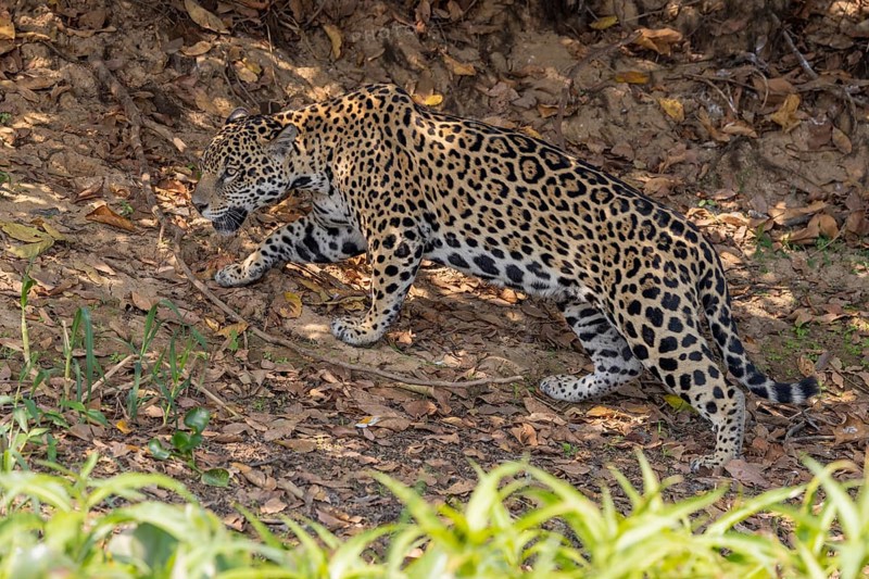 Jaguar (Panthera onca) on a steep bank, Pantanal, Brazil, South America