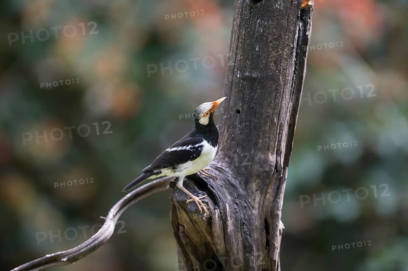 Magpie Starling (Gracupica contra), Kaeng Krachan National Park, Thailand, Asia