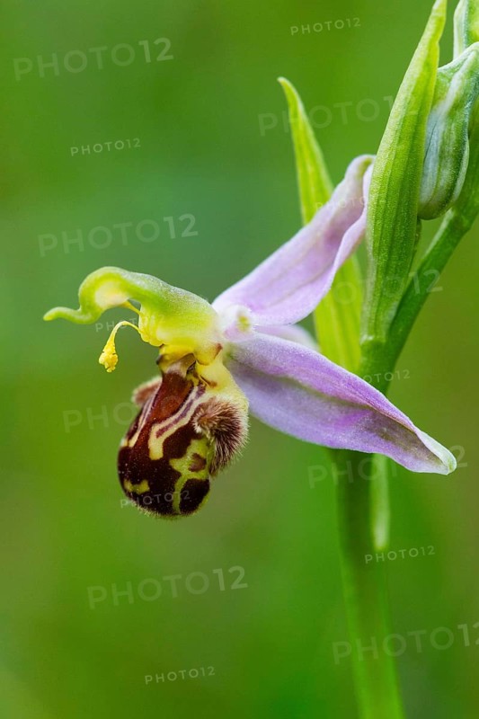 Bee Orchid (Ophrys apifera ssp.), a single flower, showing how it mimics the appearance of a female bee, to attract male bees for pollination purposes, Hesse, Germany, Europe
