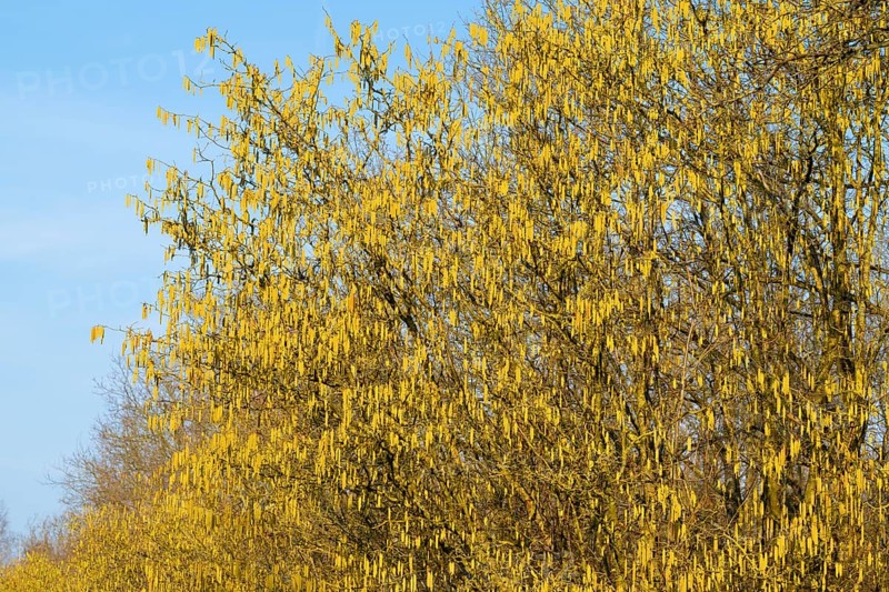 Common hazel (Corylus avellana) also known as hazel bush or hazelnut bush, male, yellow inflorescences, catkins, blue sky, Lower Saxony, Germany, Europe