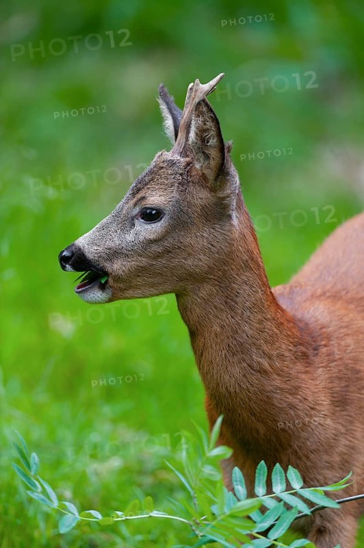 Roe deer (Capreolus capreolus), roebuck eating leaves of a rowan, mountain ash (Sorbus aucuparia), Germany, Europe