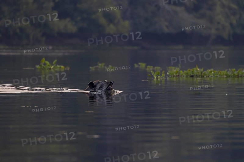 Lowland tapir (Tapirus terrestris), swimming in the river, Rio Claro, Pantanal, Brazil, South America