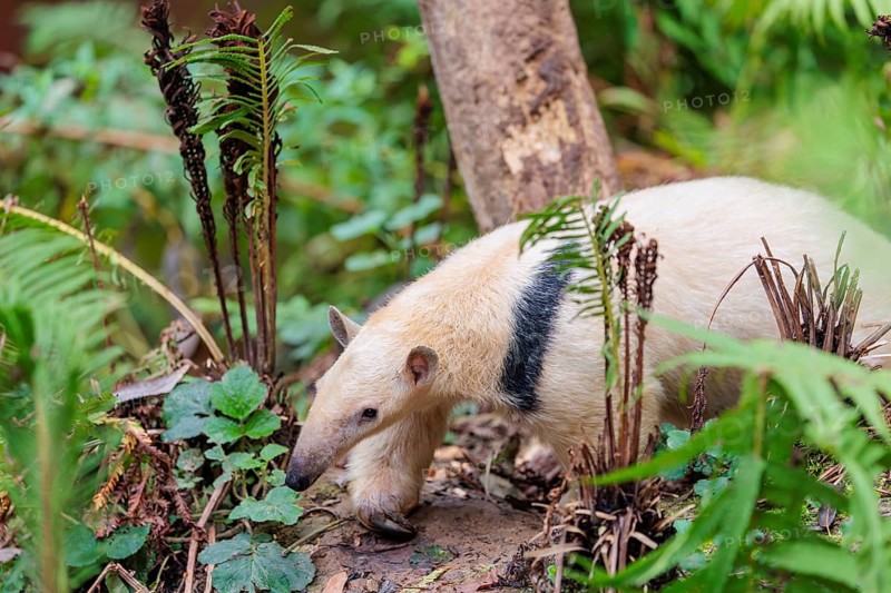 A southern tamandua (Tamandua tetradactyla), walks through the dense undergrowth of a forest