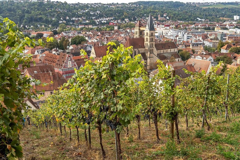 View over a vineyard to Esslingen with the parish church of St Dionys, Esslingen am Neckar, Baden-Württemberg, Germany, Europe