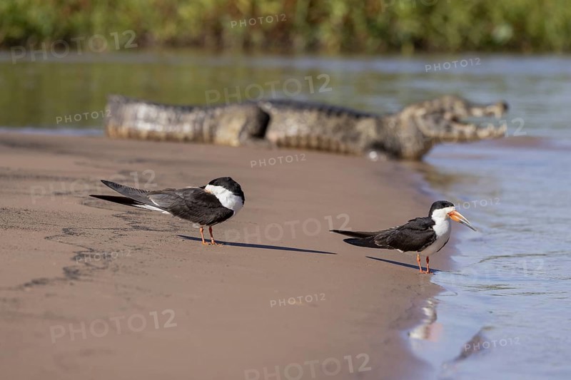 Black-mantled cranesbill (Rynchops niger), pair on sandbank with spectacled caiman (Caiman yacare), Pantanal, Brazil, South America