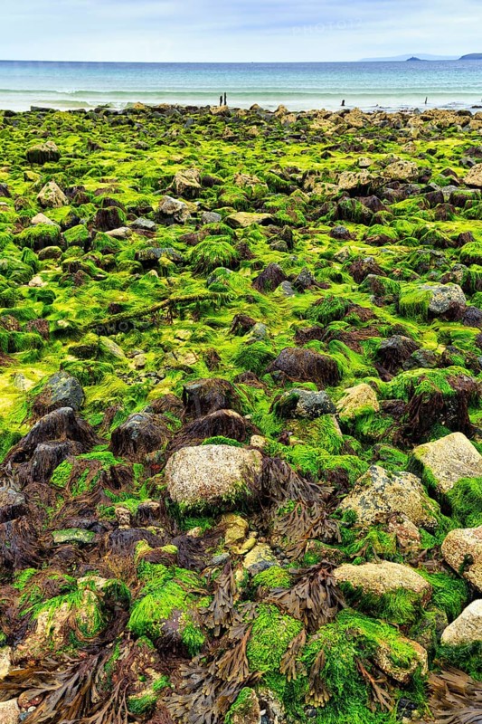 Boulders, seaweed, seaweed, view over St. Ives Bay towards Godrevy, coastline, West Cornwall, England, Great Britain