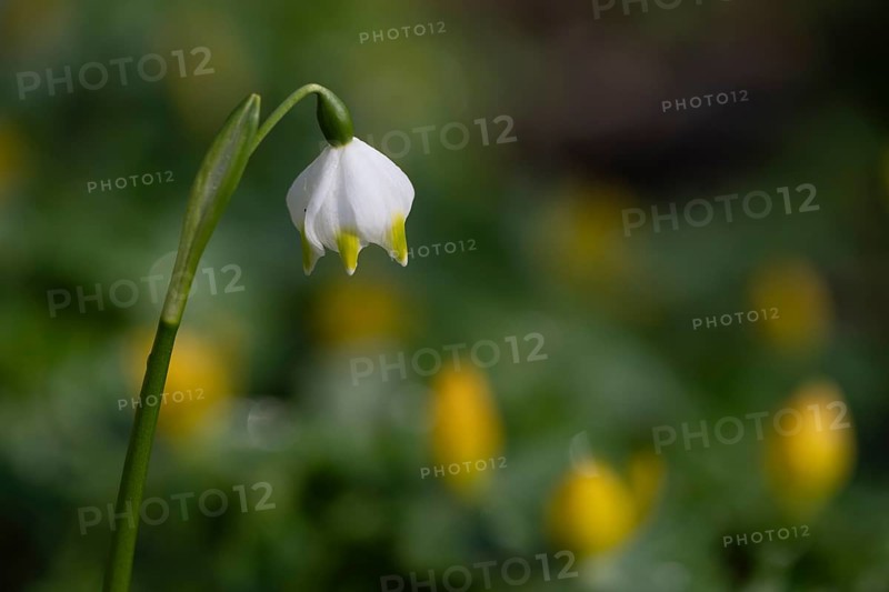 Spring snowflake (Leucojum vernum), Emsland, Lower Saxony, Germany, Europe