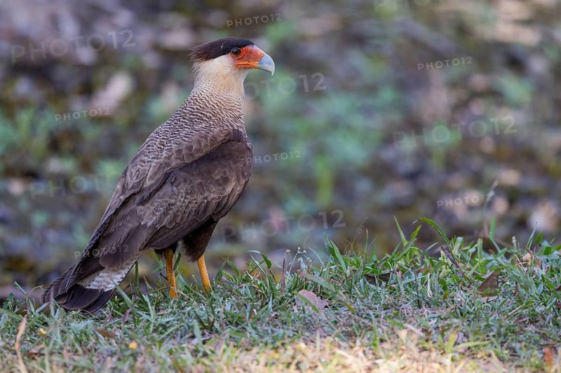 Crested caracara (Caracara plancus), Pantanal, Brazil, South America