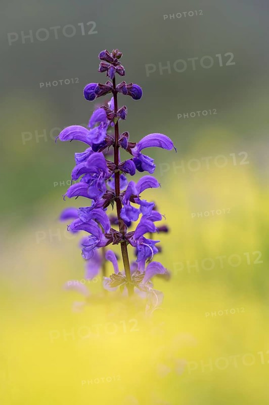 Meadow sage (Salvia pratensis), single flower candle, in yellow field mustard (Sinapis arvensis), Oberhausen, Ruhr area, North Rhine-Westphalia, Germany, Europe