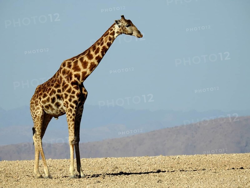 A giraffe stands alone on dry ground looking into the distance, Giraffe (Giraffa camelopardalis), Namibia, Africa