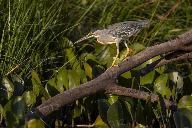 Mangrove heron (Butorides striata), on branch, Pantanal, Brazil, South America