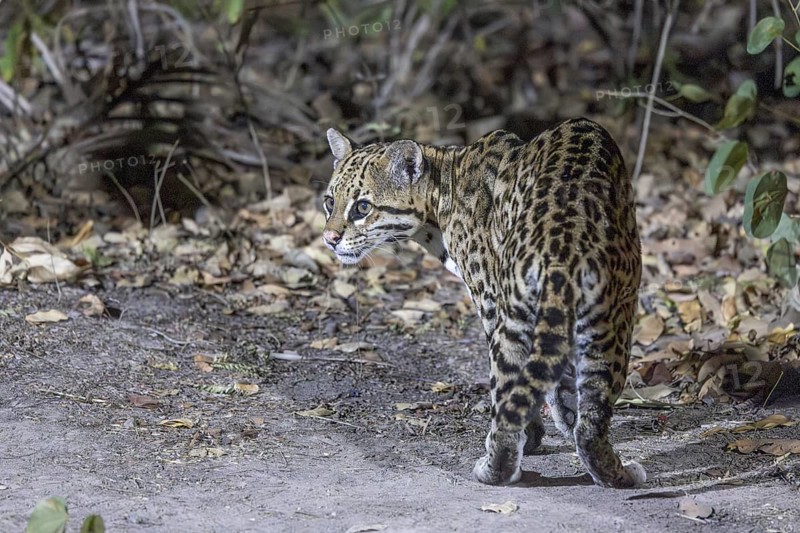 Ocelot (Leopardus pardalis), on the ground, Pantanal, Brazil, South America