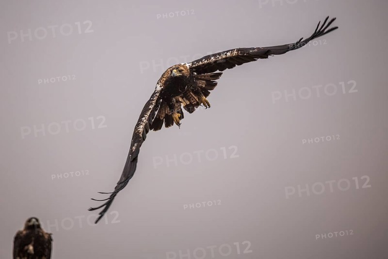 Spanish imperial eagle (Aquila Adalberti), take-off, La Mancha, Spain, Europe